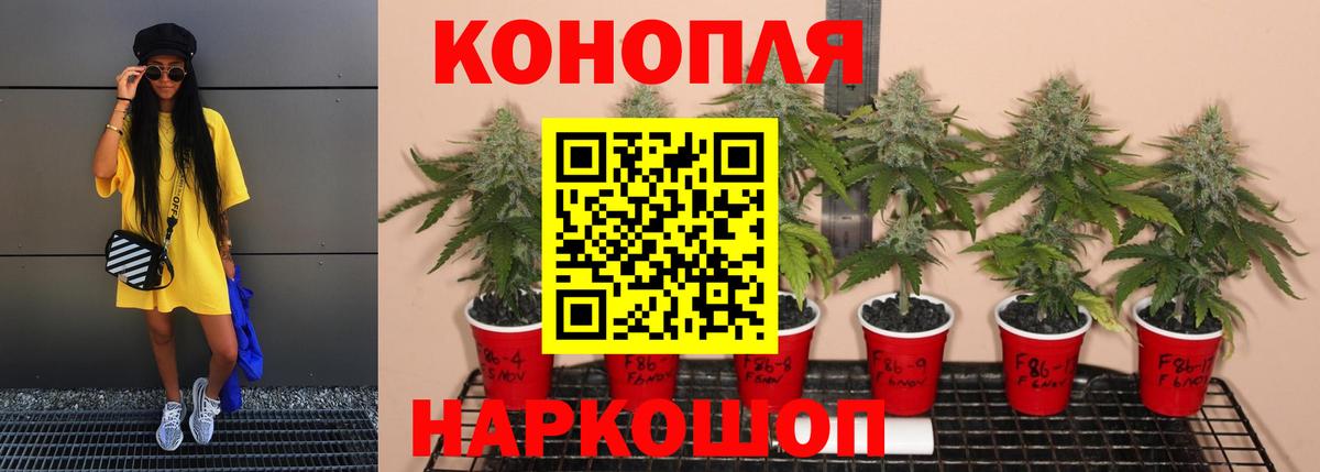 Шишки марихуана конопля  Вход с VPN  Гатчина  Марихуана OG Kush  Бошки Шишки LSD WEED  Шишки марихуана гибрид 